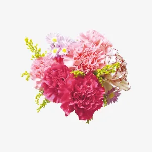 Carnation Flowers