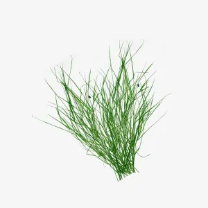 Durva Grass